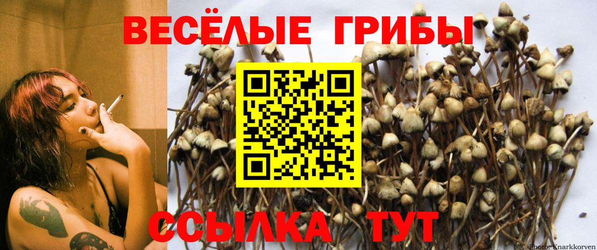 Галлюциногенные грибы Cubensis  купить  сайты  Вход с VPN  Симферополь  Галлюциногенные грибы мицелий 